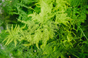 Fototapeta premium Asparagus Fern plant foliage showing fine green fronds in natural light