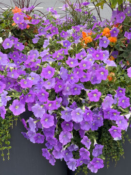 Petunia or Petunia hybrida with abundant purple flowers and green foliage
