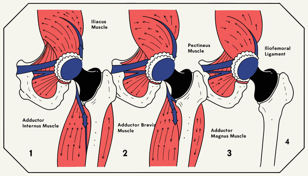 Hip Joint Anatomy Illustration: Adductor Muscle Group and Ligament