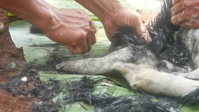 Traditional cleaning or scraping of black goat hair using lime.