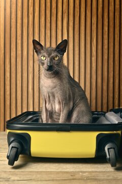 Lykoi werewolf cat sitting in a suitcase in the room and waiting for the trip. Vertical image with copy space. 