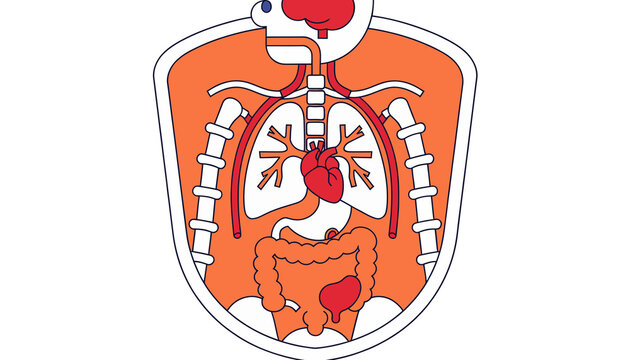 Human Anatomy Internal Organs Schematic Illustration - Heart, Lungs, Stomach, Intestines, Brain