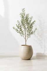 Fototapeta premium Potted Olive Tree in Round Ceramic Pot with Soft Shadow on White Wall