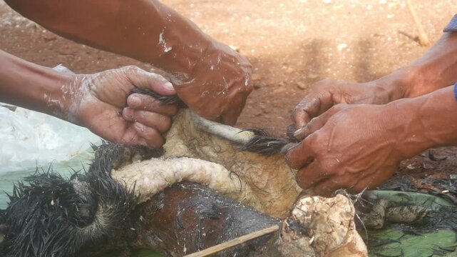 Traditional cleaning or scraping of black goat hair using lime.
