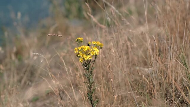A close-up of a bright yellow wild ragweed flower standing in a field of dry brown grass with a small insect.