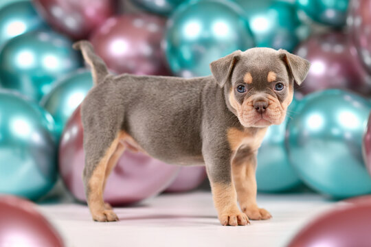 Six weeks old healthy lilac orange tan French Bulldog dog puppy with tail standing in front of colorful balloons background