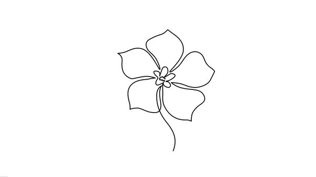 Blooming Flower Continuous Line Art Animation Loop Video.