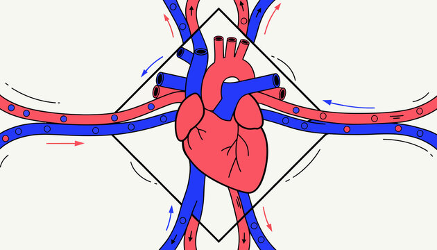 Human Heart Anatomy with Circulatory System Vector Illustration - Medical Science Concept