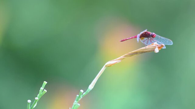 Mature male Red darter resting on the lookout on a on a withered flower of hemerocalle that comes off under the effect of the wind. Crocothemis erythraea, Hemerocallis, r&eacute;gion Centre, France, Europe