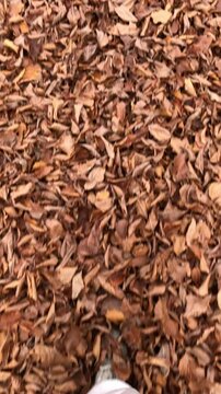 POV Walking Through Dry Autumn Leaves with Natural Crunching Sounds
