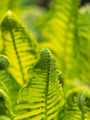 Natural green young ostrich fern or shuttlecock fern © Dmitrii Potashkin