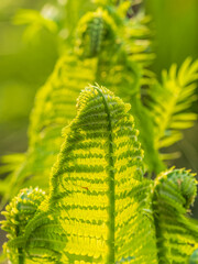 Natural green young ostrich fern or shuttlecock fern © Dmitrii Potashkin