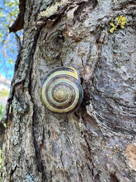 Close-up of a striped land snail resting on rough tree bark with lichen, highlighting its spiral shell, natural woodland habitat, and intricate organic textures
