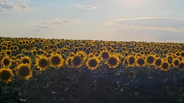 Blooming sunflower field to the horizon. Agriculture Golden sunflower plants growing in a large agricultural field during a warm sunny summer day in the countryside