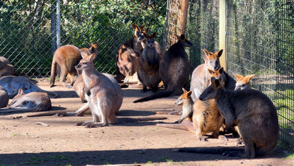 Group of Australian Wallabies Standing and Resting in Outdoor Enclosure © blueringmedia