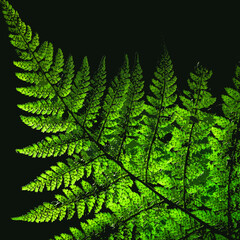 LANDSCAPES OF NATURE - Forest fern in the sunlight  © Wojciech Wrzesień