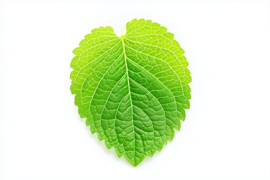 Single fresh mint leaf close-up isolated on white, aromatic herb