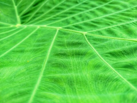 Close-up macro shot of vibrant green taro leaf texture showing detailed veins and fine natural patterns.