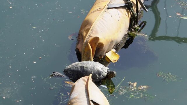 春の都市河川でフロートに乗って日光浴をする亀