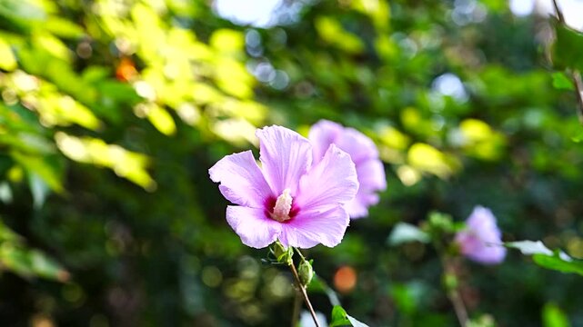 Rose of Sharon Mugunghwa Hibiscus Flower and Buds in Morning Summer Garden for Nature Background