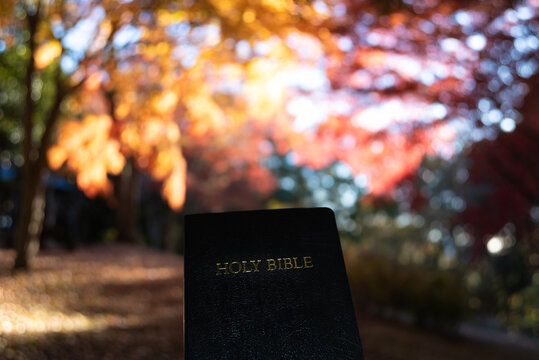 A close-up of a closed black Holy Bible against a soft bokeh and bright autumn foliage background at Shirao Mountain Park, Fujinomiya, Japan.