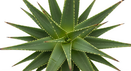 Fototapeta premium Top view of a fresh green aloe vera plant isolated on transparent background