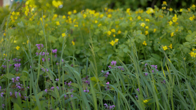 Fresh green grass with blooming lesser celandine and tiny purple wildflowers in spring meadow. JPG
