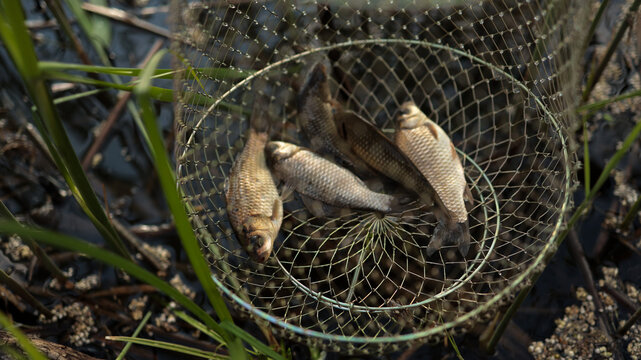 Freshly caught freshwater fish inside metal wire keepnet placed in river water. JPG