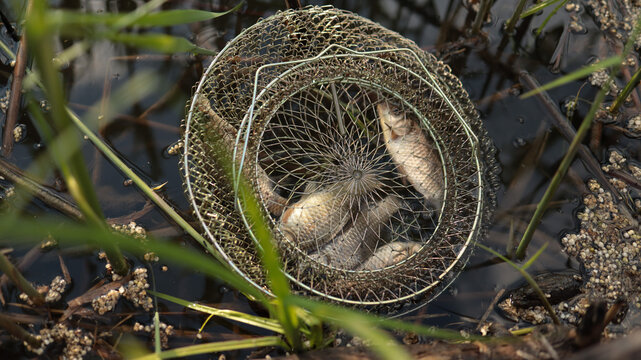 Freshwater fish contained in round wire fishing net in river near green reeds. JPG