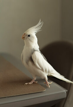White cockatiel parrot standing alert on wooden table in brightly lit room. JPG