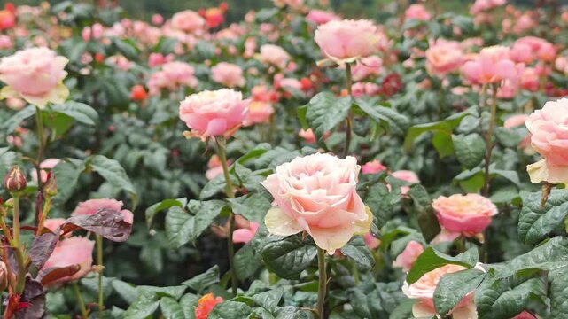White and pink roses in a garden on a high mountain.