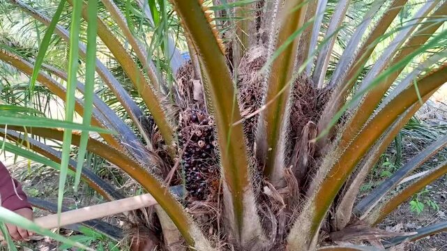 A manual harvesting chisel tool positioned under a low-hanging ripe oil palm fruit bunch during harvesting on a palm estate.