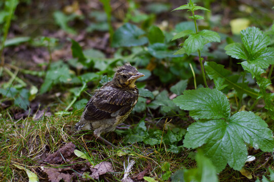 A weak, defenseless chick in the forest. Protecting the environment and wildlife.