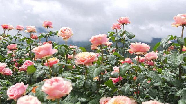 White and pink roses in a garden on a high mountain.