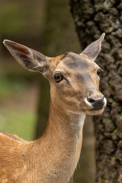 Nahaufnahme des Kopfes eines jungen Damhirsches im Wald mit aufmerksamen Blick, braunem Fell und gro&szlig;en Ohren vor einem unscharfen Baumstamm.