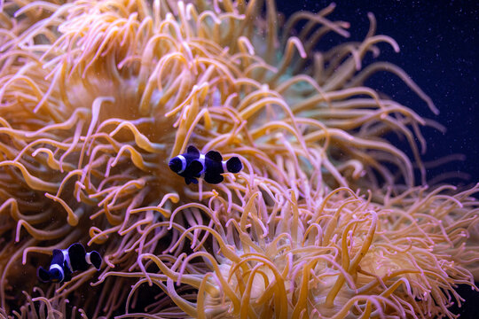 Zwei schwarz-wei&szlig;e Anemonenfische schwimmen gesch&uuml;tzt zwischen den langen, rosa-orange leuchtenden Tentakeln einer Seeanemone.