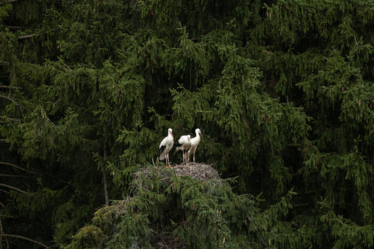 Drei Wei&szlig;st&ouml;rche stehen zusammen in ihrem gro&szlig;en Nest auf einer hohen Fichte vor einem dichten, gr&uuml;nen Nadelwald im Hintergrund. Nat&uuml;rliche Tierfotografie.