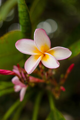 Nahaufnahme einer zarten Frangipani-Blüte (Plumeria) mit weiß-gelben und rosa Rändern vor einem verschwommenen grünen Hintergrund. Symbol für Urlaub, Exotik und tropische Natur. © Dominik