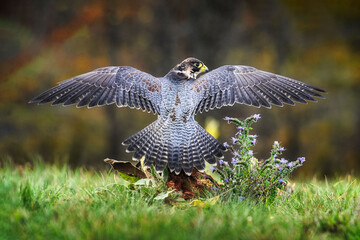 Obraz premium Peregrine Falcon - Falco peregrinus in the grass with spread wings