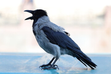 Obraz premium A croaking crow with its beak wide open is standing on a flat surface