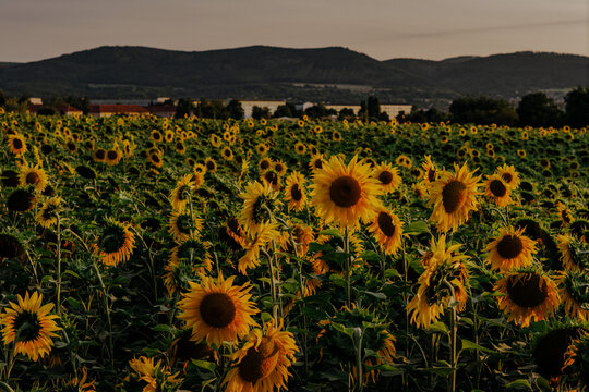 Close up of blooming sunflowers in a field at sunset with hills in the background