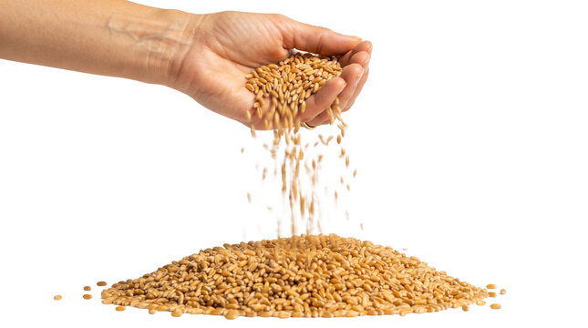 Golden wheat grains falling from hand, organic cereal seeds pile on white background, raw agricultural harvest for food industry