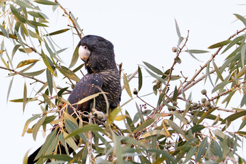 Forest Red-tailed black cockatoo(Calyptorhynchus banksii naso), Perth Western Australia © Tove Liv