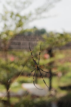 Golden orb weaver spider resting in web outdoors in nature