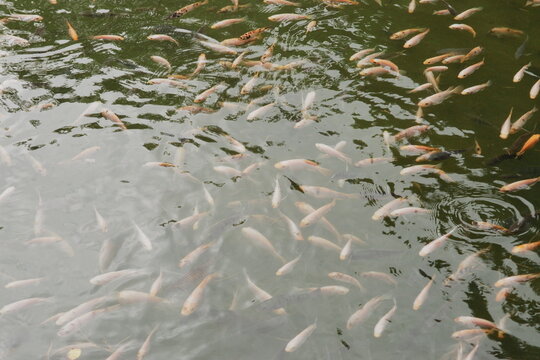 Colorful koi fish swimming in water pond