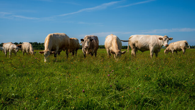 Beef cattle grazing together in a lush wildflower pasture under a clear summer sky