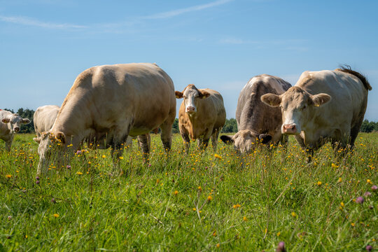Beef cattle grazing close together in a flower-rich summer pasture under a clear blue sky