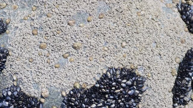Atlantic Ocean mussels and barnacles colony on a rock