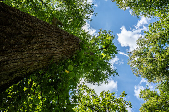 Looking Up Along a Massive Old Tree Trunk Into a Green Summer Canopy and Blue Sky