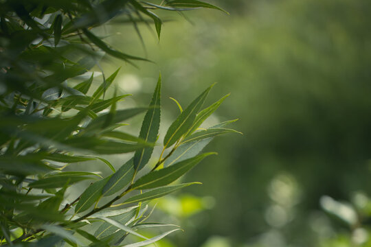 Fresh green willow leaves blur frame with soft focus natural bokeh background and copy space.